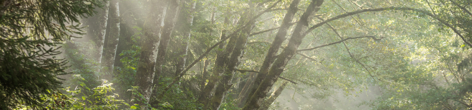 Dave Burwell California Photograph trees